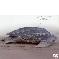 گونه لاکپشت چرمی Leatherback Turtle